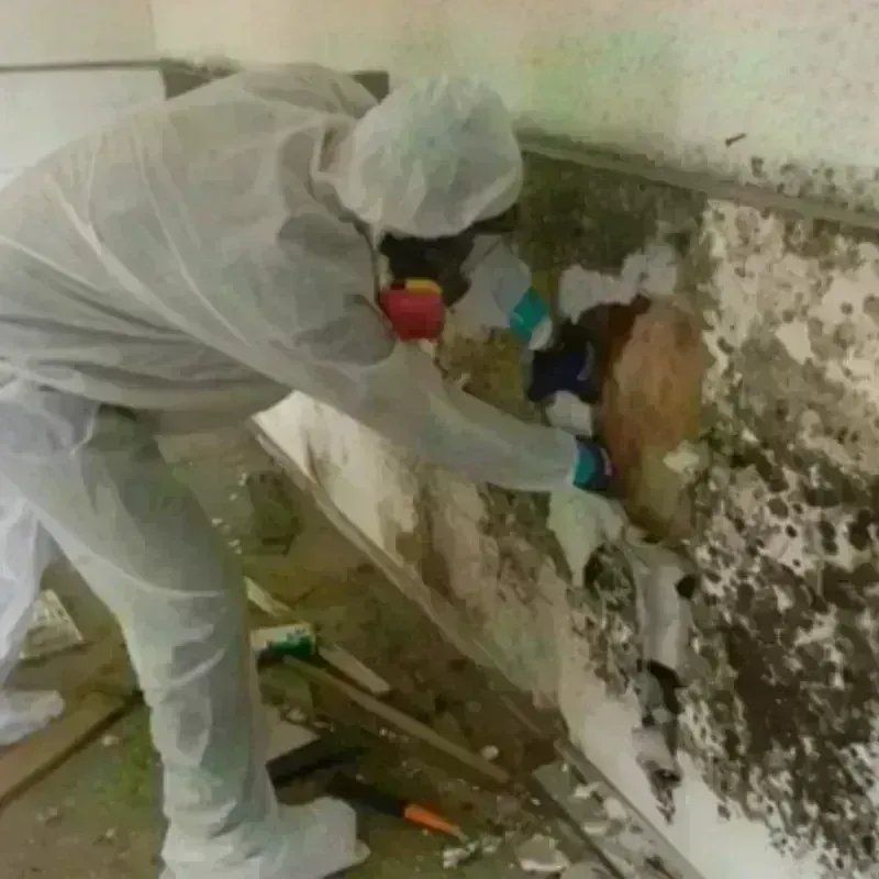 Mold Remediation and Removal in Clarkson, NY